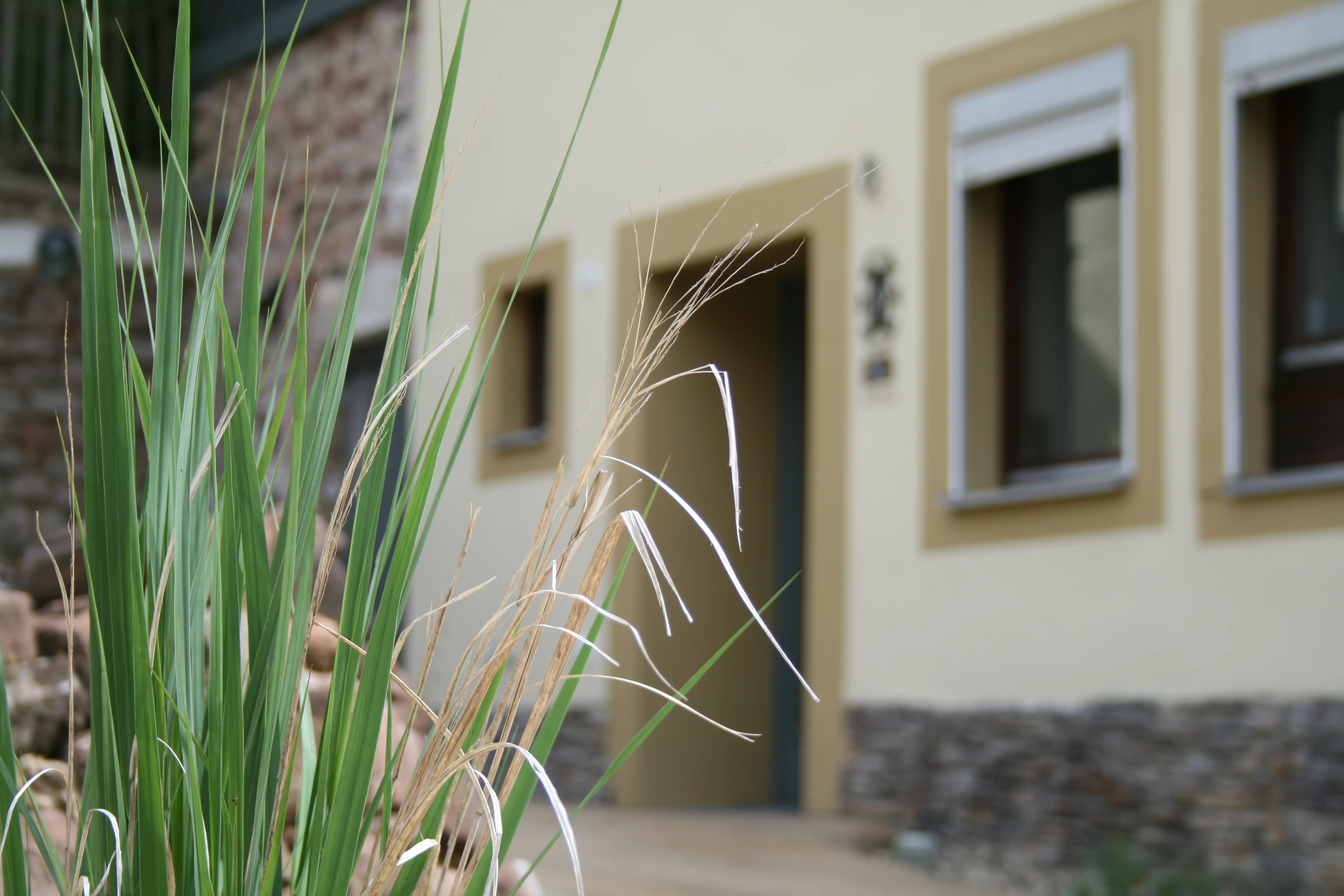 Voortuin grass